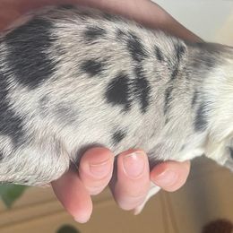 Australian Shepherds from Estes Aussies