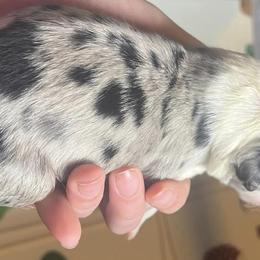 Australian Shepherds from Estes Aussies