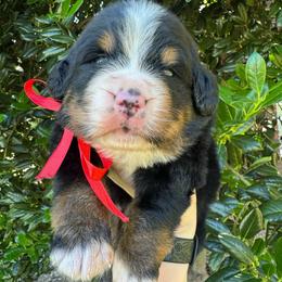 Red collar - Black rust and white male Bernese Mountain Dog puppy in Harrisburg, North Carolina from Bunn Ranch Goldens & Bernese