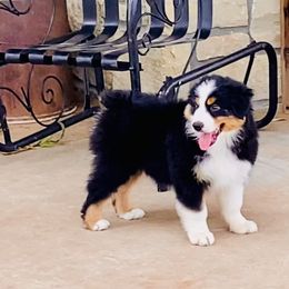 Australian Shepherd and Miniature Australian Shepherd Puppies from Hunt Farms Mini Aussies