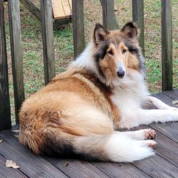 Dreamer - Collie