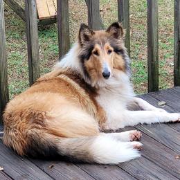 Dreamer - Collie