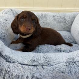 Bell - Chocolate and tan female Dachshund puppy in Temecula, California from Naomi Magee's Dachshund Kennel
