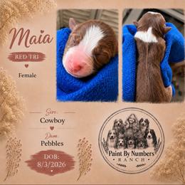Maia - Red tri-color female Australian Shepherd puppy in Magee, Mississippi from Paint ByNumbers Ranch