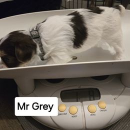 Yorkshire Terrier Puppies from Lewis Precious Paws