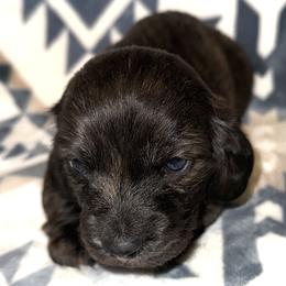 Boy 1 - male Dachshund puppy in Fredonia, Arizona from Desert Horizon Dachshunds