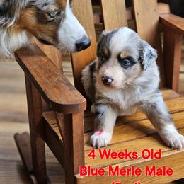 Blue Merle Male (Red) - Blue merle male Miniature Australian Shepherd puppy in Dunnellon, Florida from Ever After Mini Aussies