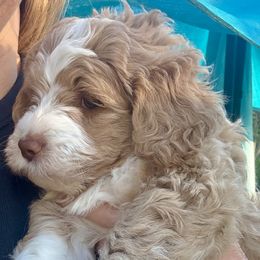 Blondie - Cream female Goldendoodle puppy in Tyler, Texas from Sassy’s Hollywood Poodles & Doodles