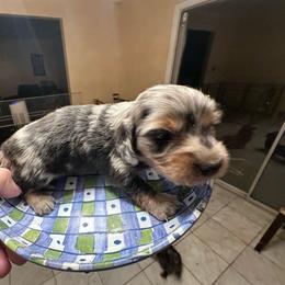 Lover girl - Dapple female Dachshund puppy in Lincolnwood, Illinois from Gulfishan Kennels