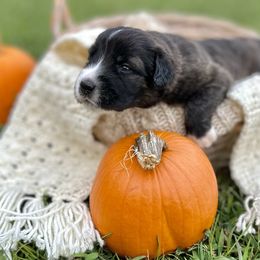 Caucasian Shepherd Dog, Labradoodle, and Saint Bernard Puppies from Blue Line Kennels