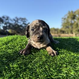 Teal Dapple girl - Dapple female Dachshund puppy in Apopka, Florida from The HotDog Stand