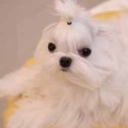 Maltese from MaltesePark