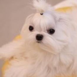 Maltese from MaltesePark