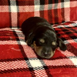 Peace - Black and cream male Dachshund puppy in Biloxi, Mississippi from Southern Doxies Ms