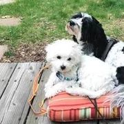 Cavachons from Clair’s Cavachon’s of Mid Coast Maine