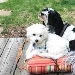 Cavachons from Clair’s Cavachon’s of Mid Coast Maine