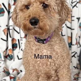 Marais - Goldendoodle