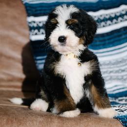 Tapatio - Tri-color male Bernedoodle puppy in Grove, Oklahoma from Grand Lake Poodles & Doodles