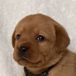Labrador Retrievers from Hudson Valley Labradors