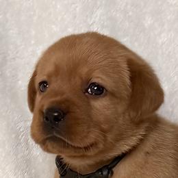Labrador Retrievers from Hudson Valley Labradors