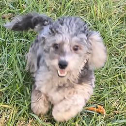 Brewen - Merle male Maltipoo puppy in Lebanon, Kentucky from Mosaic Merle Doodles