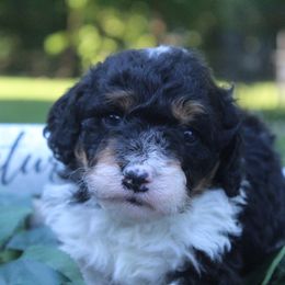 Aussiedoodle Puppies from Old Mills Aussiedoodles