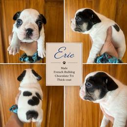 Eric - Tricolors male French Bulldog puppy in Holton, Indiana from MoonShine Babies