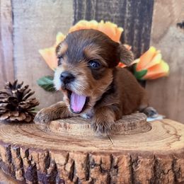 Armani - Liver male Yorkshire Terrier puppy in Howe, Oklahoma from Ray Holder