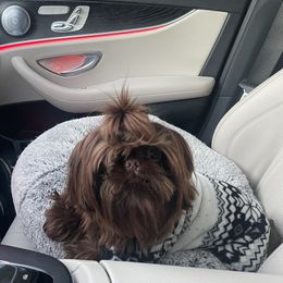 Theo - Shih Tzu