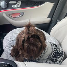 Theo - Shih Tzu