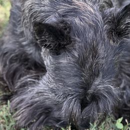 Scottish Terriers from Miranda Maynard