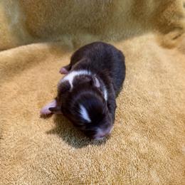 Chance - Red tri-color male Miniature American Shepherd puppy in Florence, Oregon from NW Aloha Miniature American Shepherds