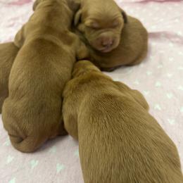 Girl 2 - Dark golden female Golden Retriever puppy in Denton, Maryland from Golden Horse Farm