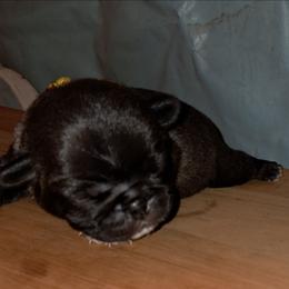 Leeloo - Silver female Pug puppy in Elma, Washington from Kismet Kennels, Exclusively Pugs