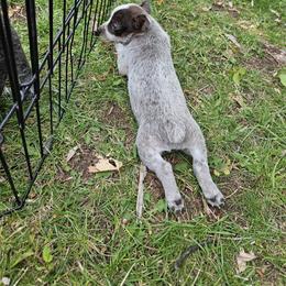 Australian Cattle Dog Puppies from Blue Steel Cattle dogs