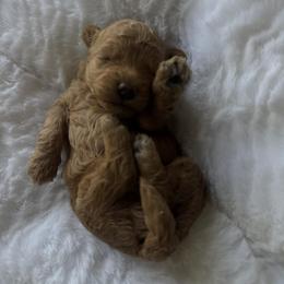 Cherry - Red female Maltipoo puppy in San Diego, California from Maltipoos SD