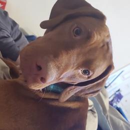 Hercules - Vizsla