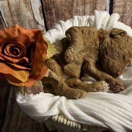 Goldendoodle Puppies from Zany Doodlez