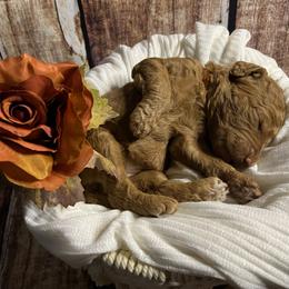 Goldendoodle Puppies from Zany Doodlez