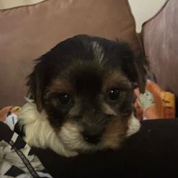 Roman - Parti male Yorkshire Terrier puppy in Lyle, Washington from Sport Yorkie