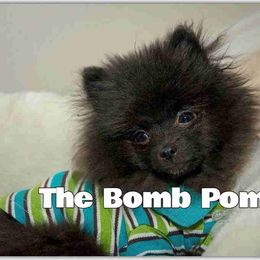 Pomeranian Puppies from The Bomb Poms