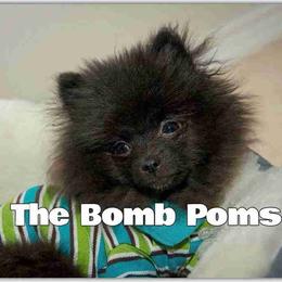 Pomeranian Puppies from The Bomb Poms