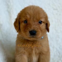 Squirt - Dark golden male Golden Retriever puppy in La Verne, California from 4LoveofGoldens