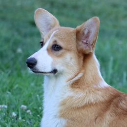 Mosey - Pembroke Welsh Corgi