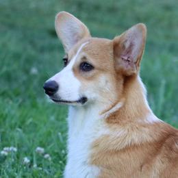 Mosey - Pembroke Welsh Corgi