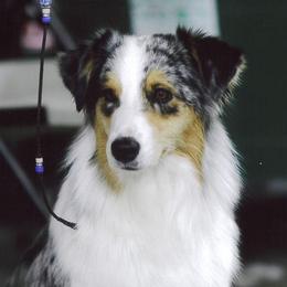 Millie - Australian Shepherd