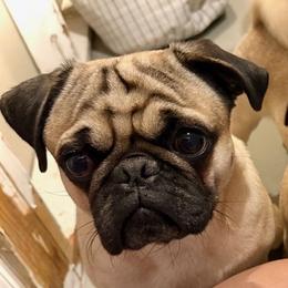 Junior - Pug