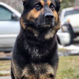 German Shepherds from Vom Lillibruke Strass German Shepherds