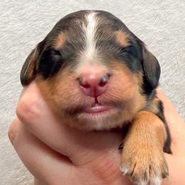 Mulligan (Orange collar) - Tri-color male Bernedoodle puppy in Boiling Springs, South Carolina from OlliePups, LLC