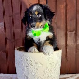 Green collar - Black tri male Miniature Australian Shepherd puppy in 32046, Florida from River Hill Ranch